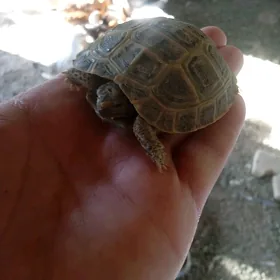 mini pyşdyl