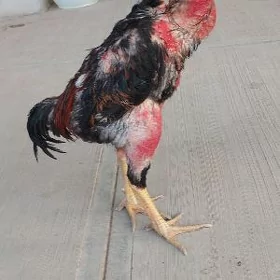 Paroda horaz