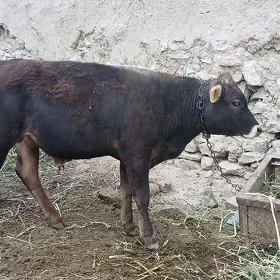 Öküz