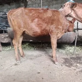 Гунажын