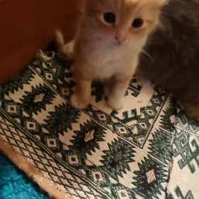 кошки