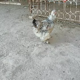 baram towuk