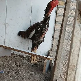 horaz