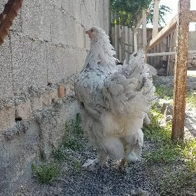Brama lawanda kürk maki