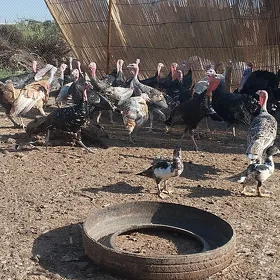 Induk horazlar