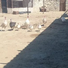 Sizalka we Induk