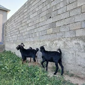 Erkeç
