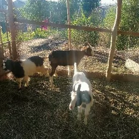 serkeler ve geçi
