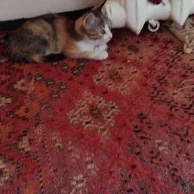 Pişik