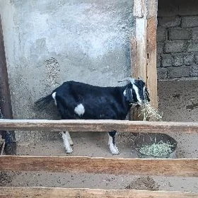 ERKEÇ