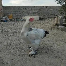 BRAMA HORAZ