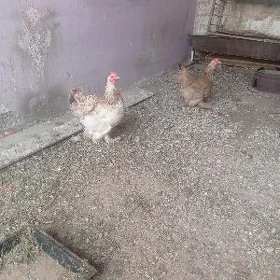 brama