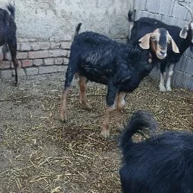 Kelek teke
