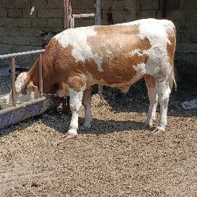 öküz semental gbrit