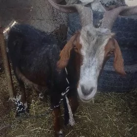 geci
