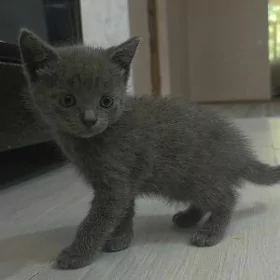 котята