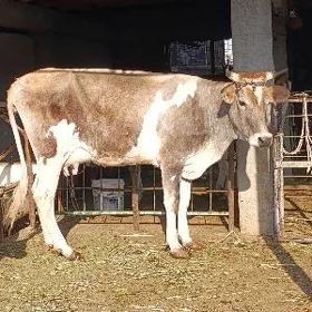 ala gatyşyk gibrit göleli sygy