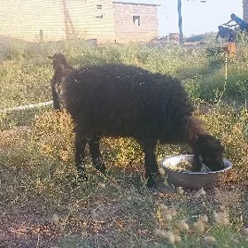 Gyşlaky tokly