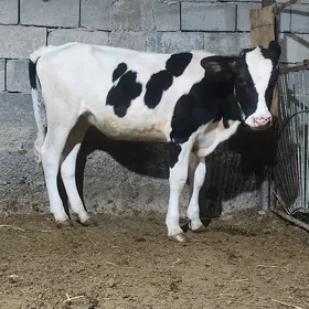tuwe arginal gylşteyin