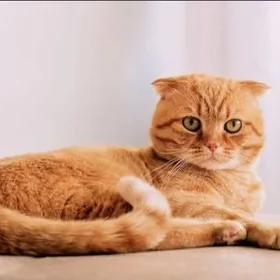 Шотландская кошечка