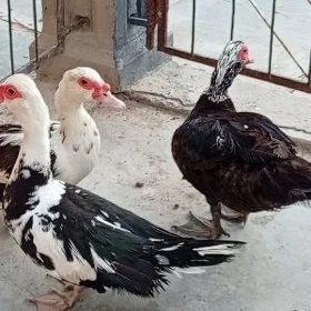 İndawutgalar
