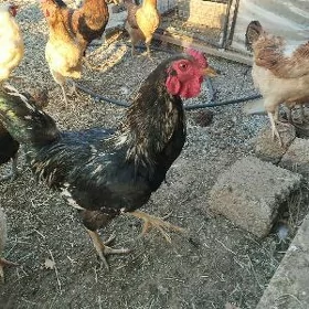 Horazlar