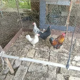 yaponcik