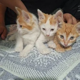 Котят