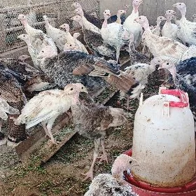 ınduk juyje