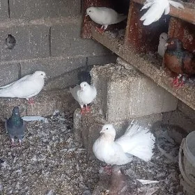 kepderi