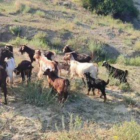 Owlakli geçi