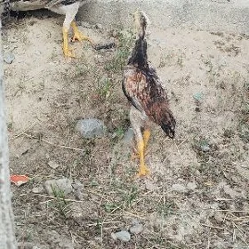 Taşkent