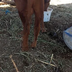 окузлер