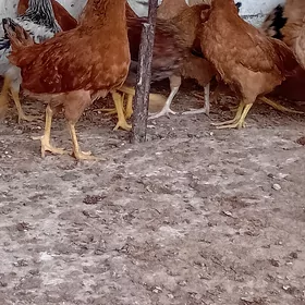jüje
