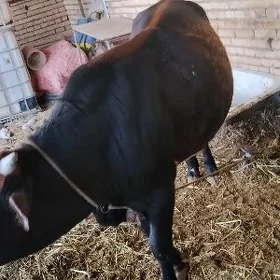 öküz