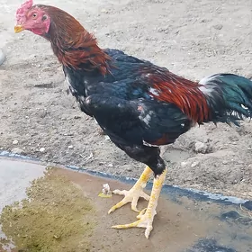 taşkent