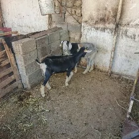 Geci
