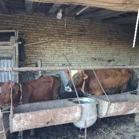 окузлар