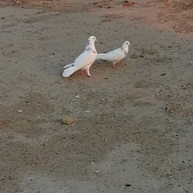 kepderi