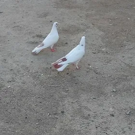 kepderi
