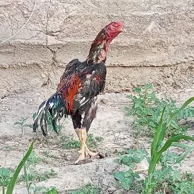 Horaz