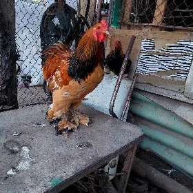 brama