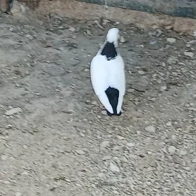 kepderi