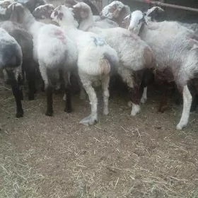 Işşek