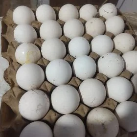 ovgan induk yumurtga