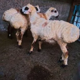 biçilen işşek