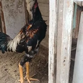 horaz