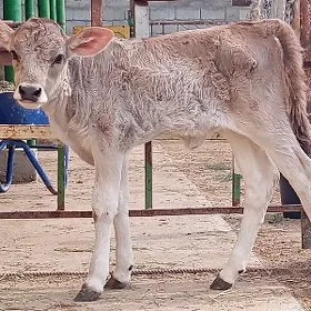 GÖLELİ SYGYR