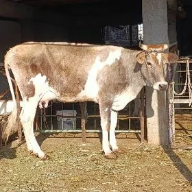 ala gatyşyk gibrit göleli sygy