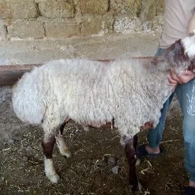 Öweç
